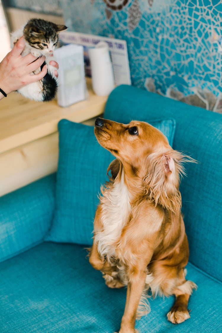 *Pets*